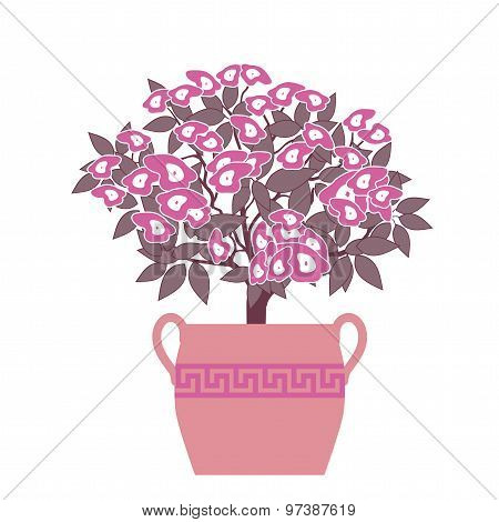 Houseplant Isolated On White