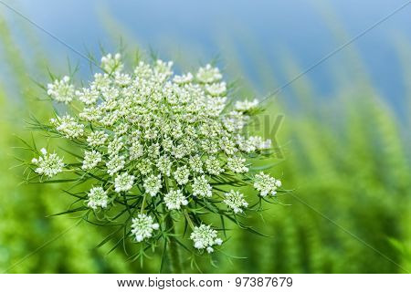 Wild Carrot Flower Closeup