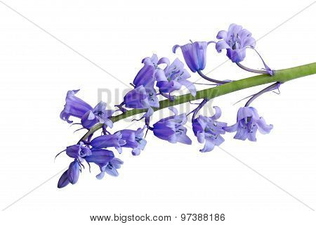 Hyacinthoides Non-scripta Flower
