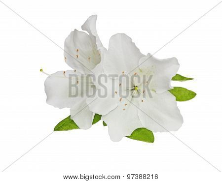 Rhododendron Obtusum Flower