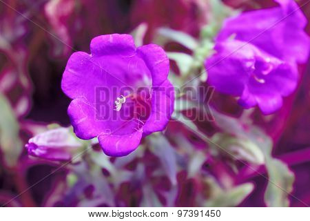 Purple flower