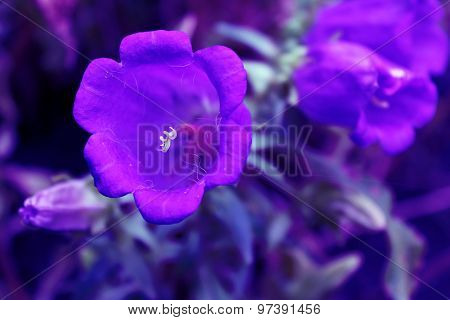 Purple flower