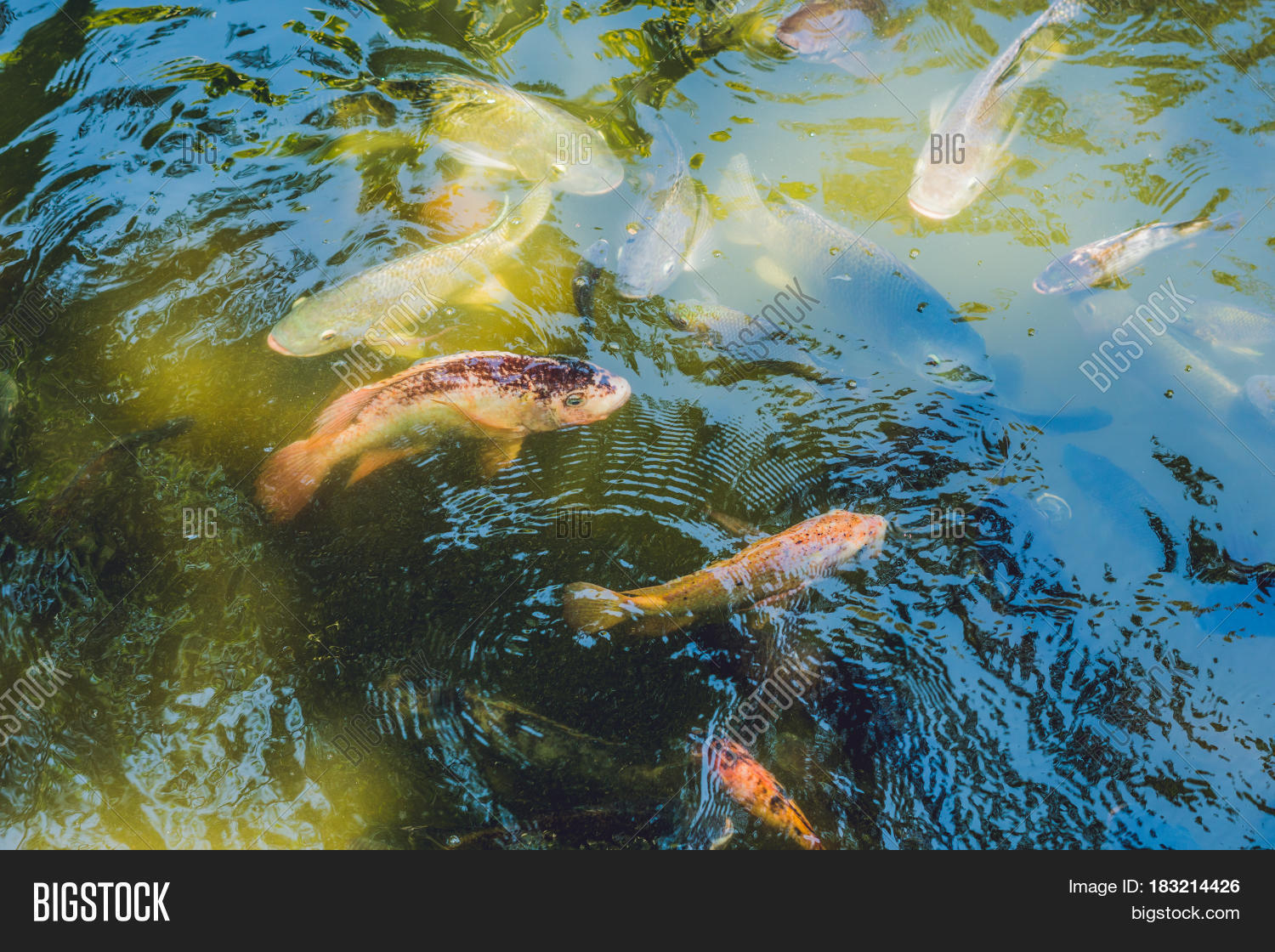 Many Catfishes Pond Image & Photo (Free Trial) | Bigstock