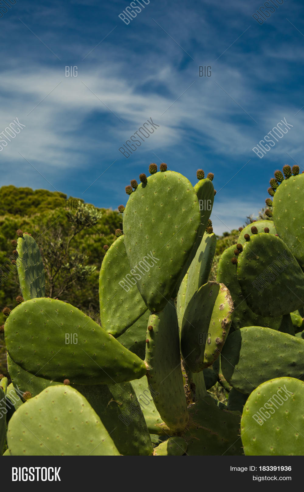 Cacti Cluster Against Image & Photo (Free Trial) | Bigstock