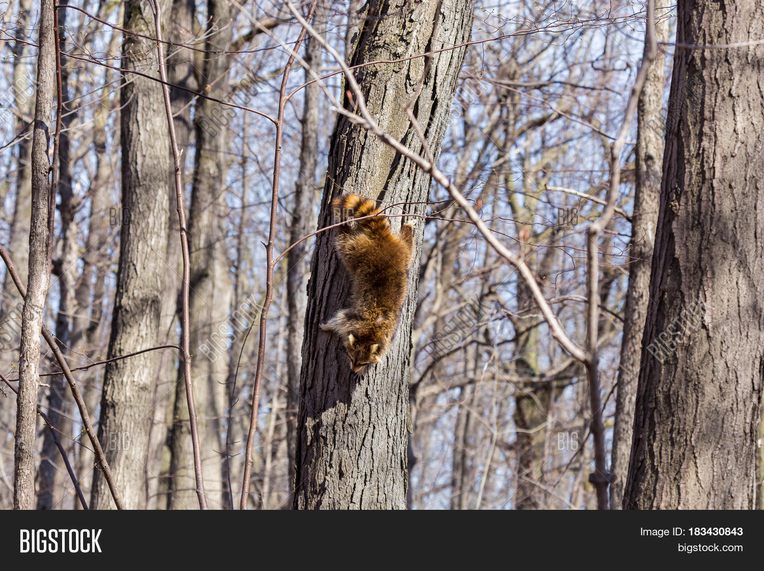 Reddish Fur Variety Image & Photo (Free Trial) | Bigstock