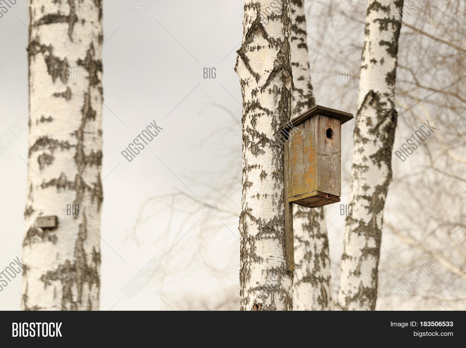 Birdhouse On Birch Image & Photo (Free Trial) Bigstock