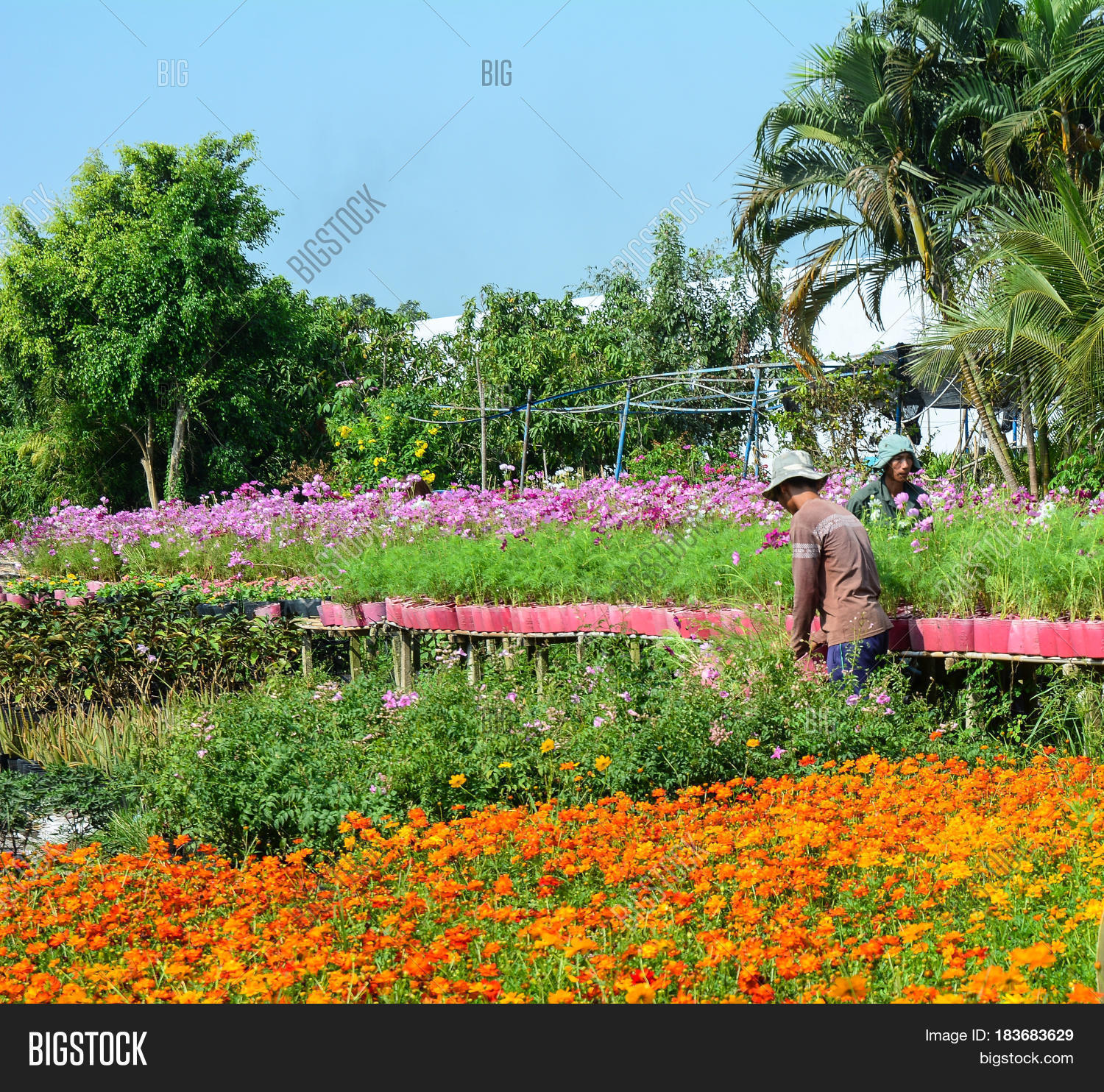 Flower Plantation Image & Photo (Free Trial) Bigstock