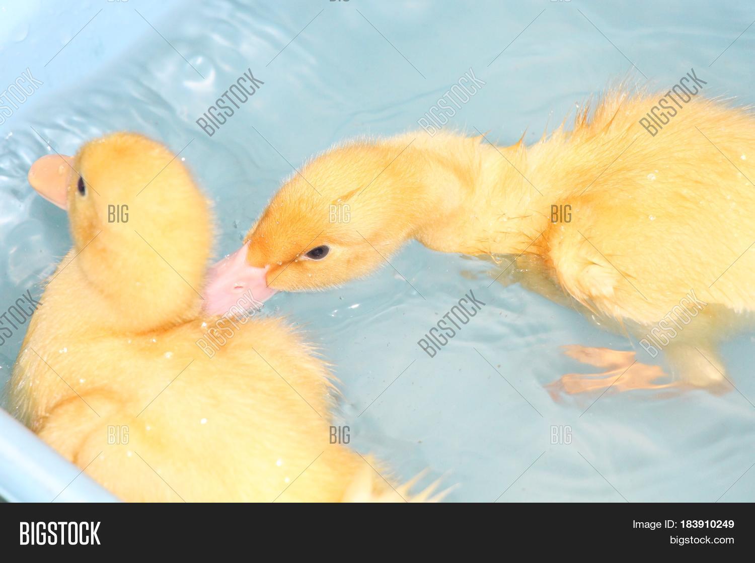 Two Baby Pekin Ducks Image & Photo (Free Trial) Bigstock