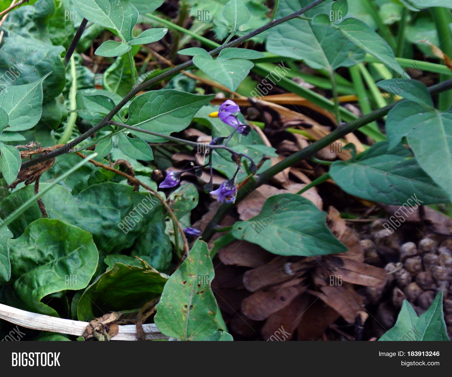 Flowers Bittersweet Image & Photo (Free Trial) Bigstock