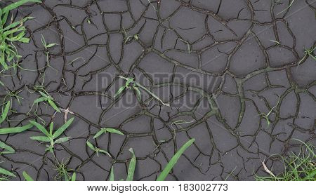 dry soil in black color and green grass growth