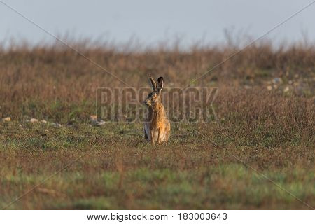 Portrait Of Brown Hare  (lepus Europaeus) In Green Meadow