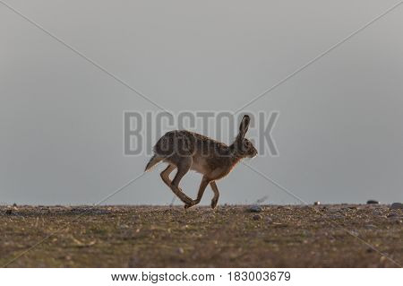 Portrait Of Running Brown Hare  (lepus Europaeus)