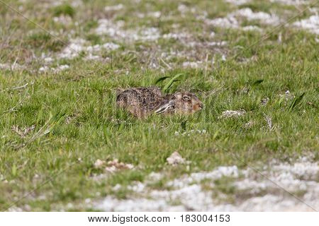 Brown Hare  (lepus Europaeus) Hidden In Green Meadow
