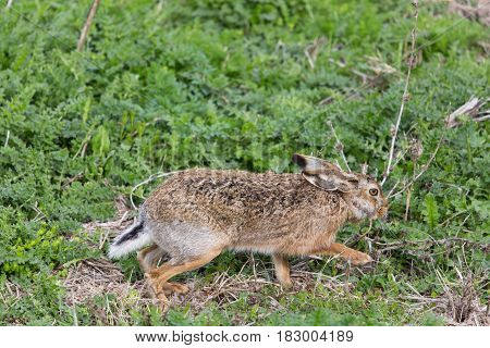 Brown Hare  (lepus Europaeus) In Green Meadow