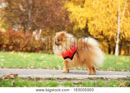 Funny autumn pomeranian dog. Dog in autumn park. Pomeranian in autumn yellow leaves