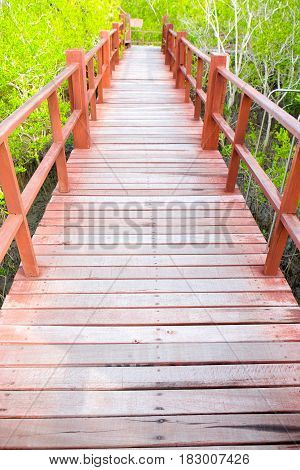 Natural beautiful scene of wooden bridge walkway in mangrove forest