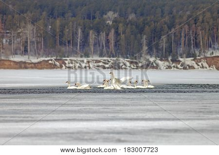Beautiful White Swans In The Early Spring
