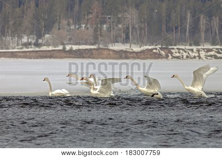 Beautiful White Swans In The Early Spring