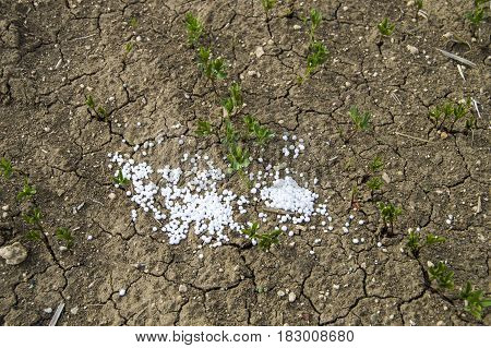 Fertilized cultivated field, fertilized green lentil field, fertilizer and agriculture