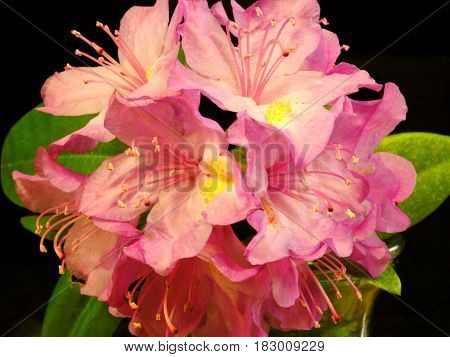 Flower, Rhododendron, Spring blooming flower, Black background.
