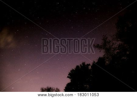 Night full of stars behind the trees with Madison effect