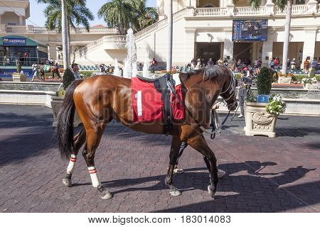 Hallandale Beach Fl USA - March 11 2017: Racing horses show at the Gulfstream Park race track in Hallandale Beach Florida United States
