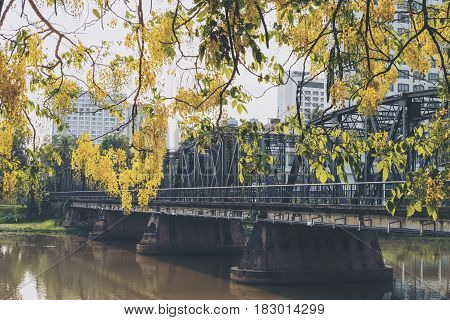 Iron bridge river and tree with yellow flowers in Chaing mai Thailand