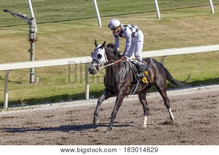 Hallandale Beach Fl USA - March 11 2017: Horse racing at the Gulfstream Park race track in Hallandale Beach Florida United States