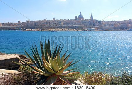 Valletta seen from Sliema, cacti in foreground