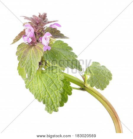 Purple dead-nettle (Lamium purpureum) isolated on white background. Medicinal and invasive plant