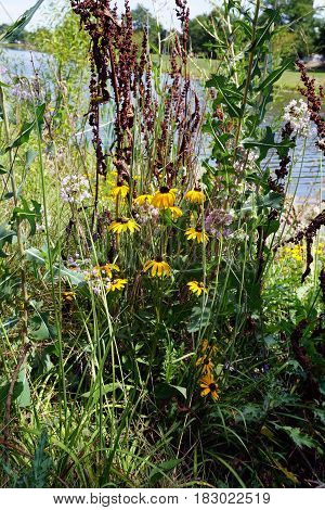 Black-eyed susan flowers (Rudbeckia hirta) bloom together with wild onions (Allium cepa) and curly dock (Rumex crispus) in Joliet, Illinois during August.