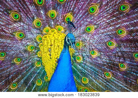 Peacock. Portrait Of Beautiful Peacock With Feathers Out. Close Up Of Peacock Showing Its Beautiful