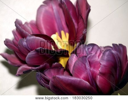 Tulip, purple, filled, plant, spring, plant, nature, bulb plant,