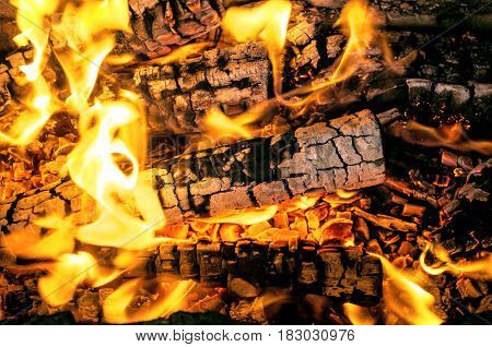Burning birch logs in bonfire. Fire and embers background.