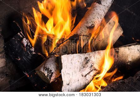 Burning birch logs in bonfire. Fire and embers background. Burning firewoods.