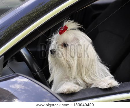 Maltese dog in the car looking out the window