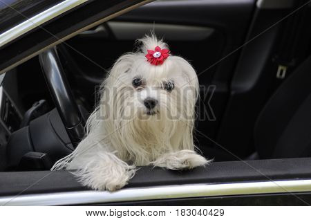Maltese dog in the car looking out the window