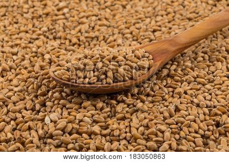 Wheat Grain On White