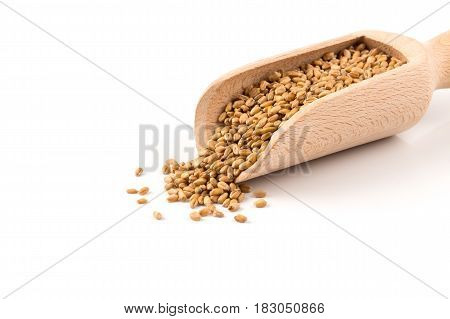 Wheat Grain In Scoop