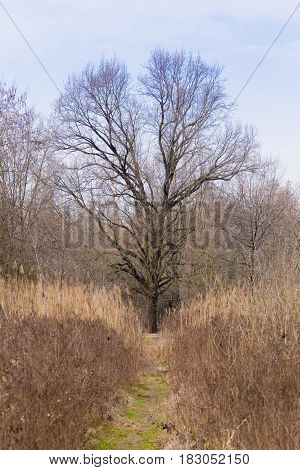 Solitaire Tree On Spring Season
