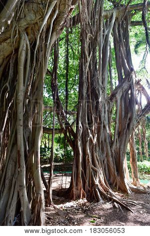 Almendares Park - Havana, Cuba