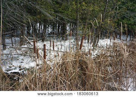 Common cattails or bulrushes (Typha latifolia) in the Fourth Street Swamp in Harbor Springs, Michigan during November.