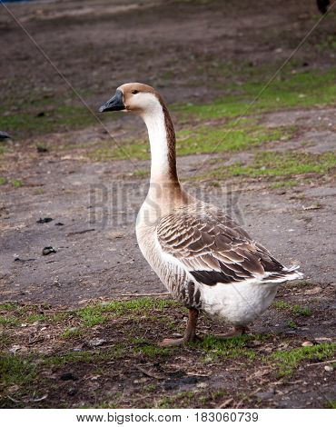 One gray goose stands on the ground in the village.