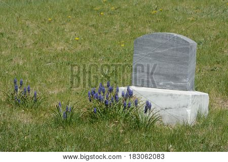 Unmarked gravestone with spring lavender flowers blooming