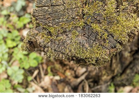 Old tree stump with green moss in spring forest. Natural background.