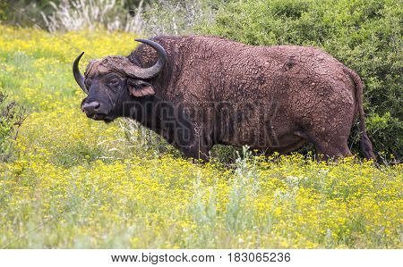 A large male Cape Buffalo with dried mud on it's hide