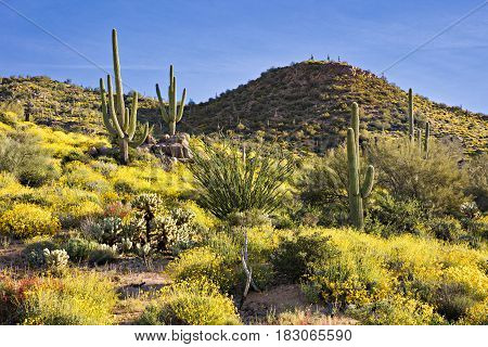 Saguaro Cactus in blooming Sonoran Desert, Arizona.