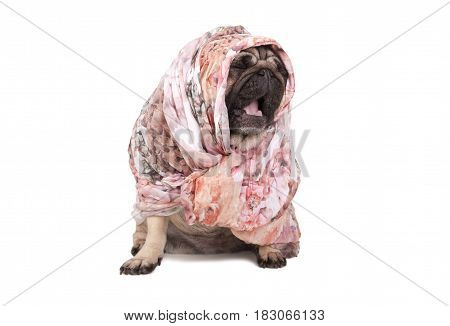 cute pug puppy dog with headscarf sitting down yawning isolated on white background
