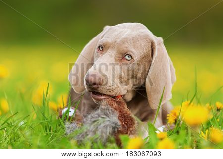 Weimaraner Puppy With A Pheasant Plushie
