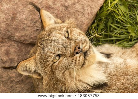 A lynx in captivity relaxing on the grass.